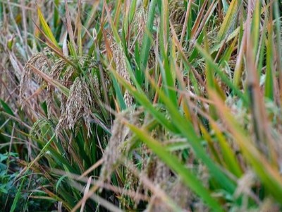 好消息！袁隆平团队实现稻田1500公斤目标，大米酿酒板式换热器注意啥